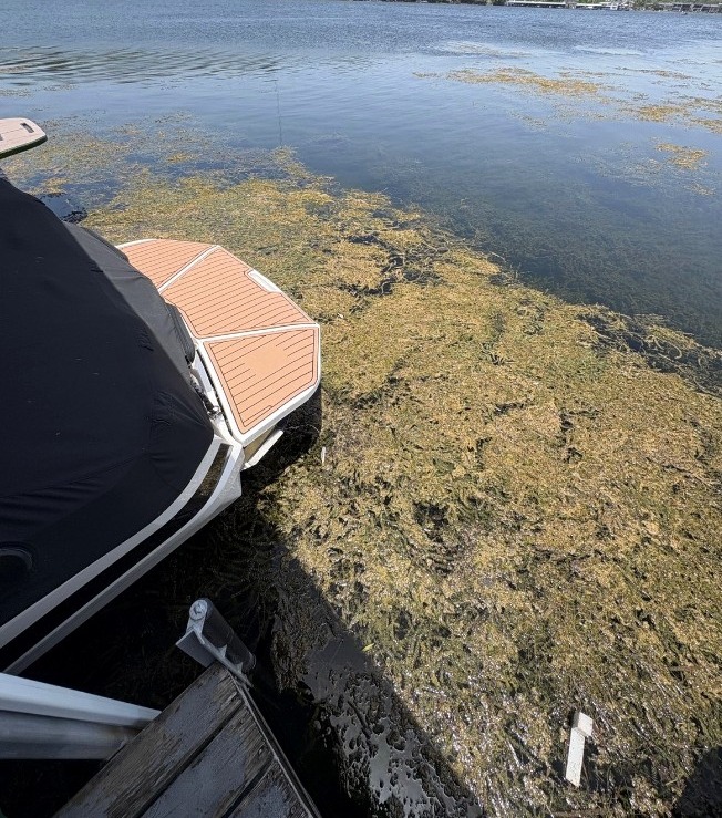 Before: a thick mat of hydrilla covering the water between a wakeboat and a wooden dock on Lake Austin